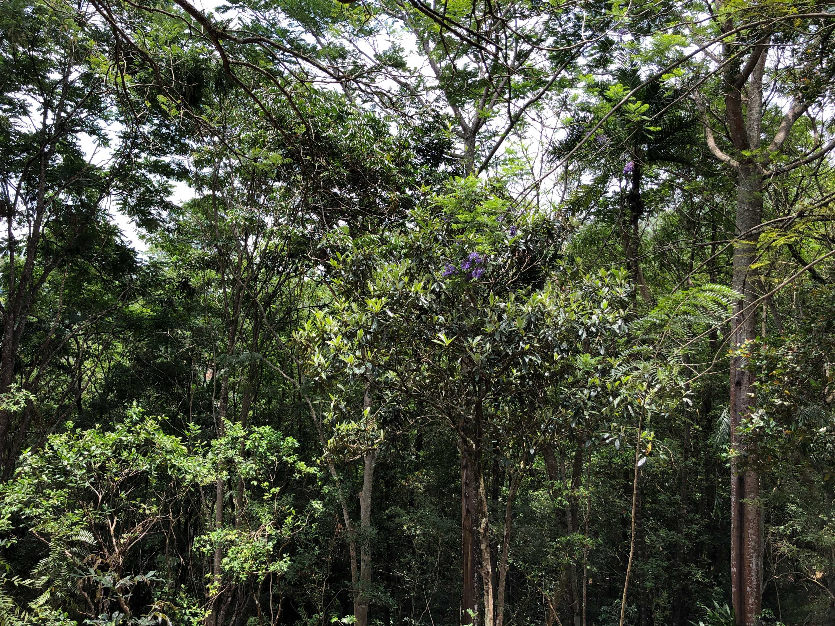 image of jacaranda canopy